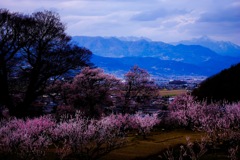 あんずの花＆戸隠連邦