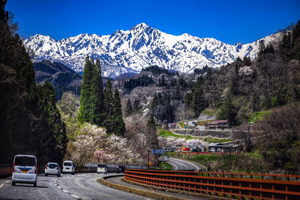 山桜と残雪の五竜岳