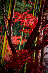 竹林と紅葉☆☆*ﾟ