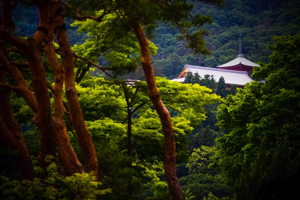 赤松と雲上殿