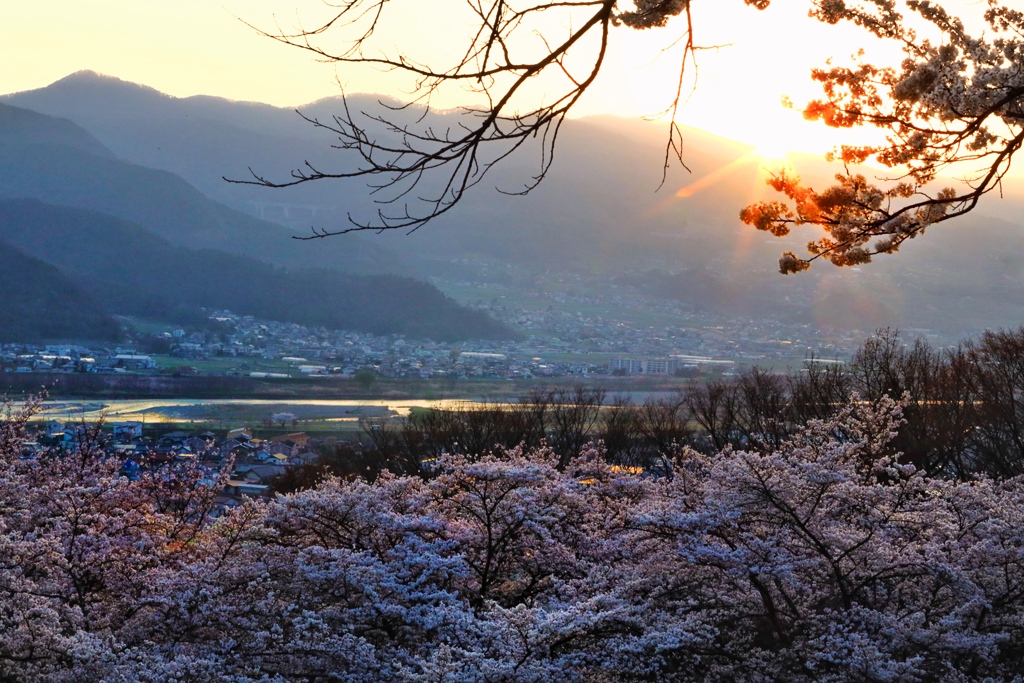 千曲川と桜