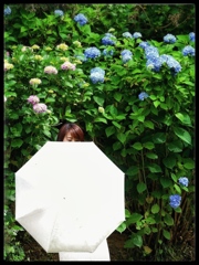 紫陽花と私