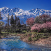 桜咲く