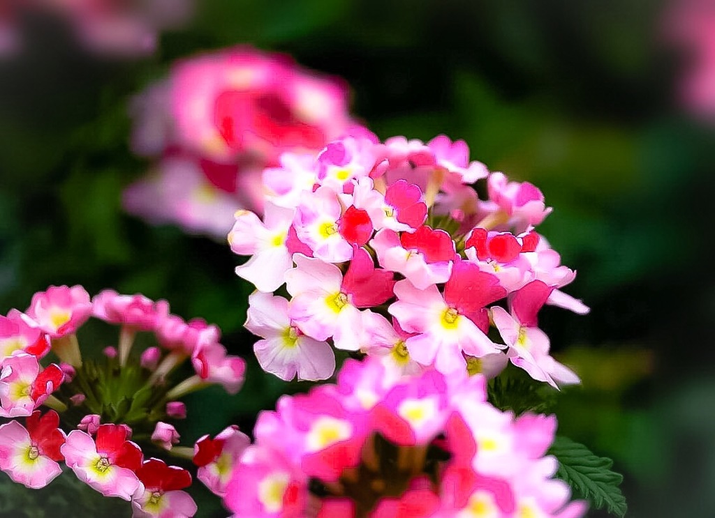 お花と会話を･･･