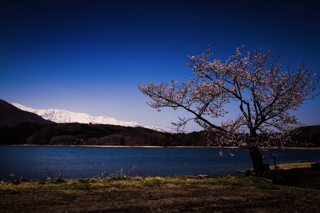 湖畔の一本桜