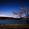 湖畔の一本桜