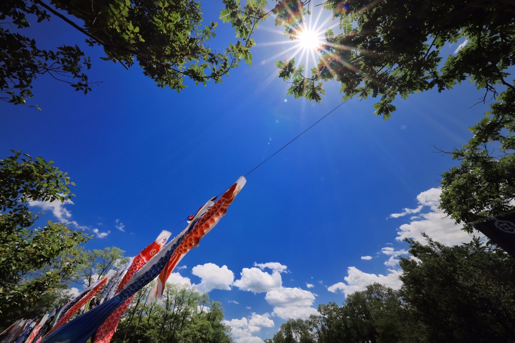 6月の鯉のぼり