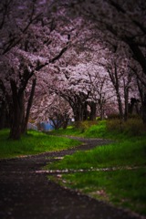 満開の散歩道