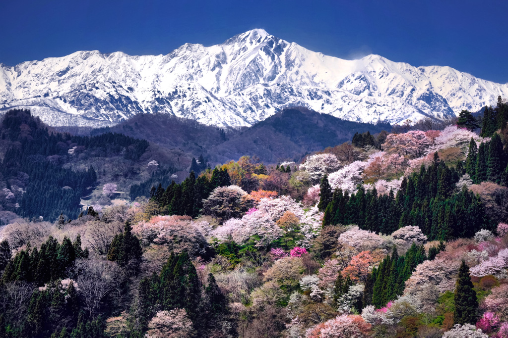 北アルプスと山桜