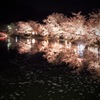 夜桜舞う･･･