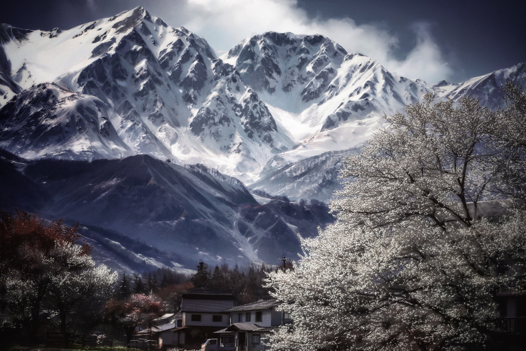 煙る雪山と桜