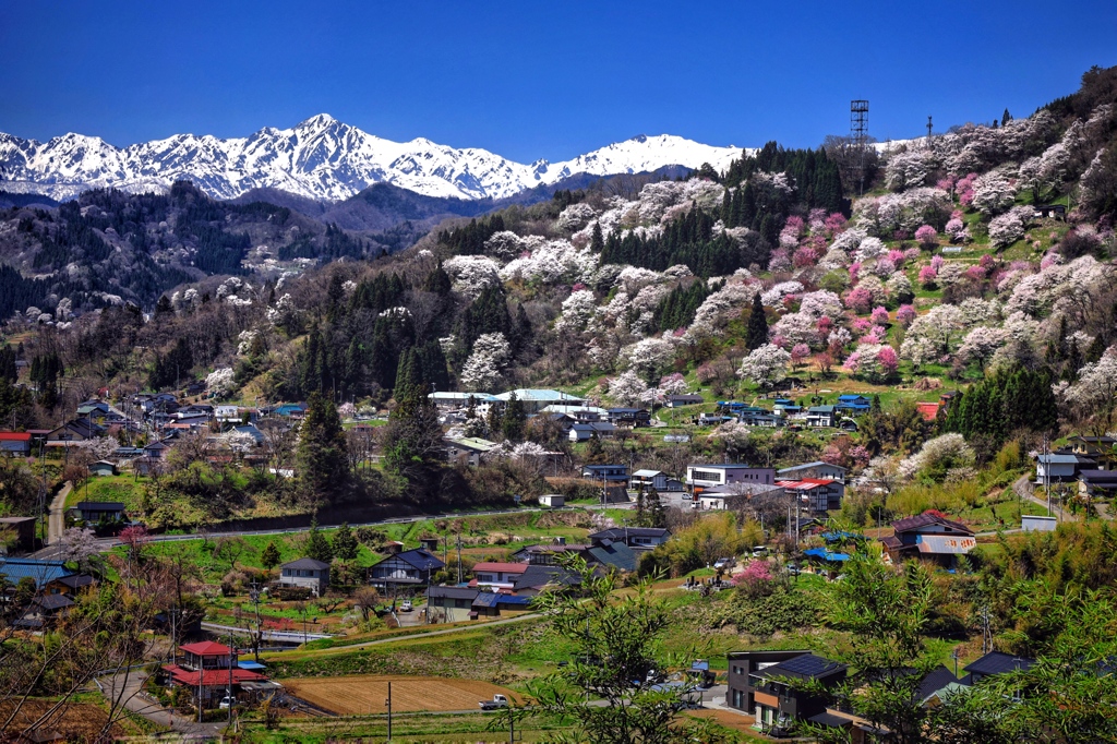 信州小川村の春