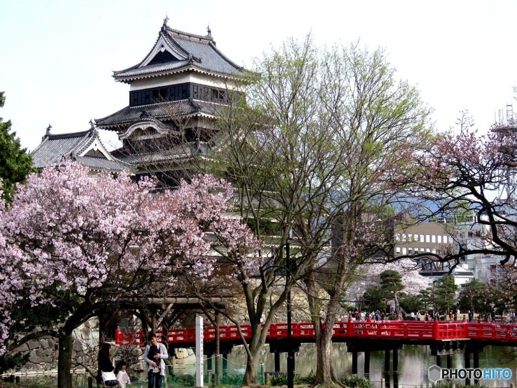 松本城と桜