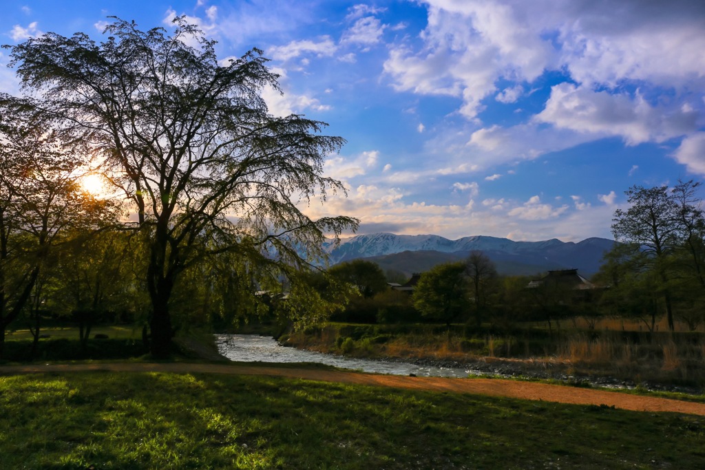 葉桜に注ぐ夕陽