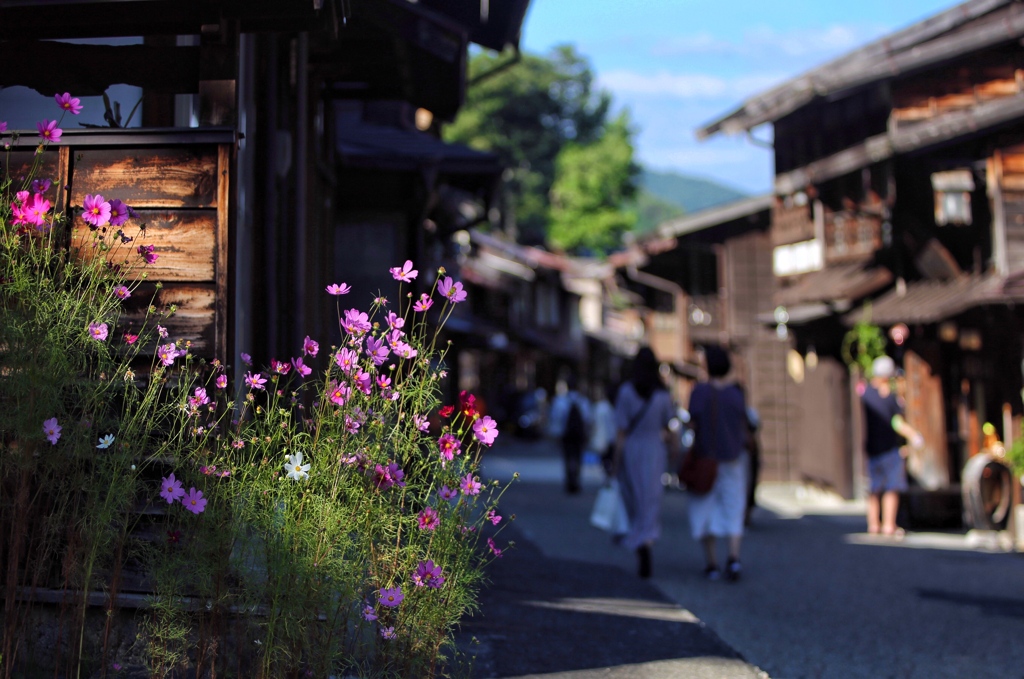 木曽路に咲く