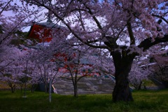 君と見た桜･･･