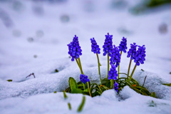 春の雪に埋もれて