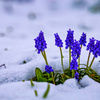 春の雪に埋もれて