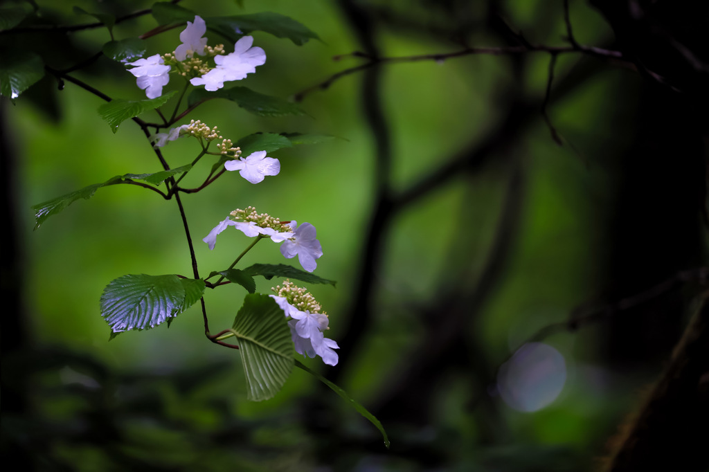 可憐な白き花