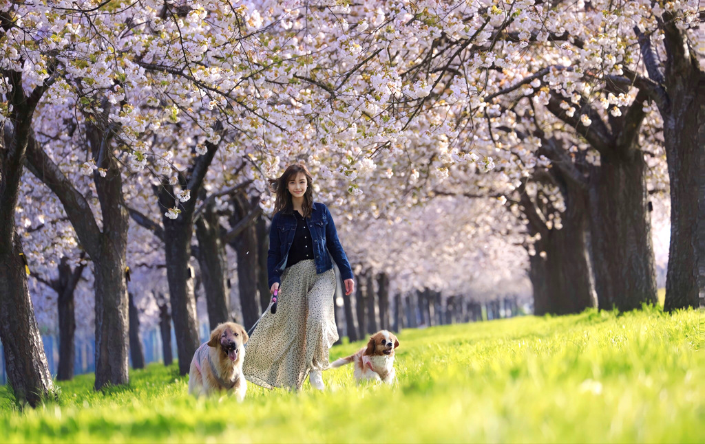 愛犬と散歩