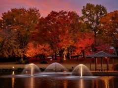 落葉始まる公園