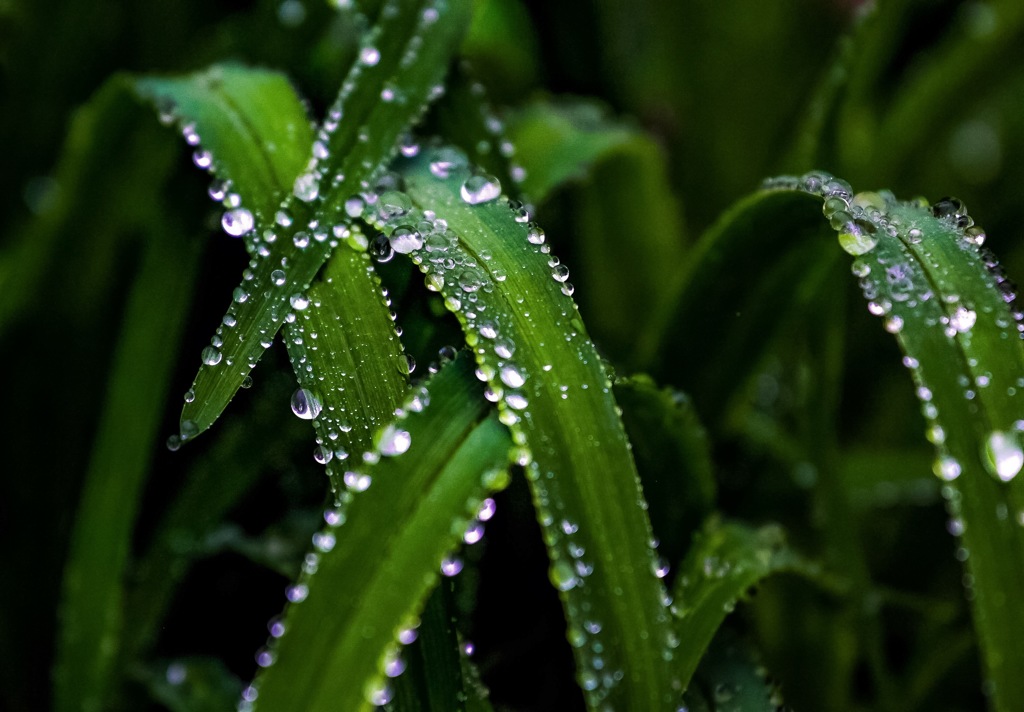 雨上がり