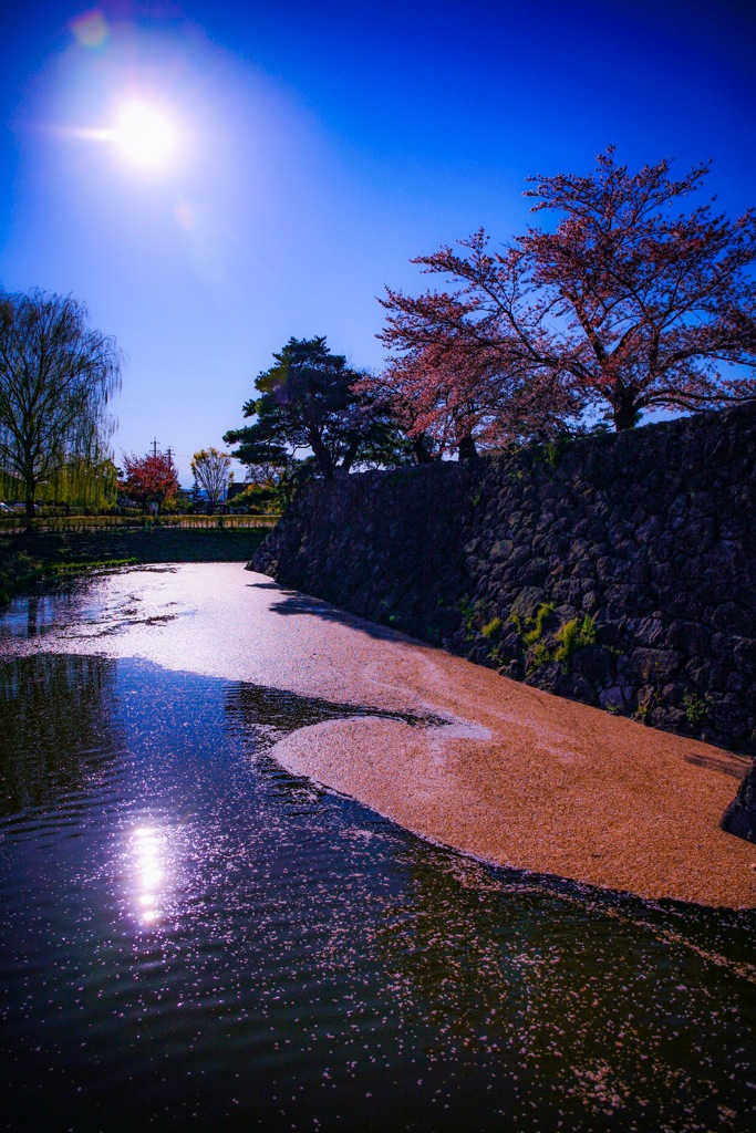 桜 舞い散る･･･