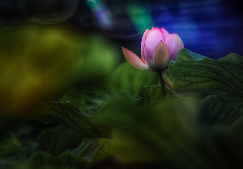 蓮根の花