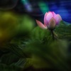 蓮根の花