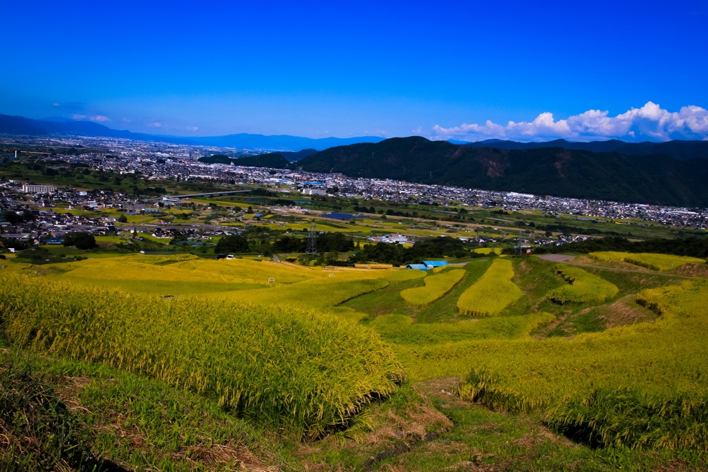 姨捨 ～棚田～