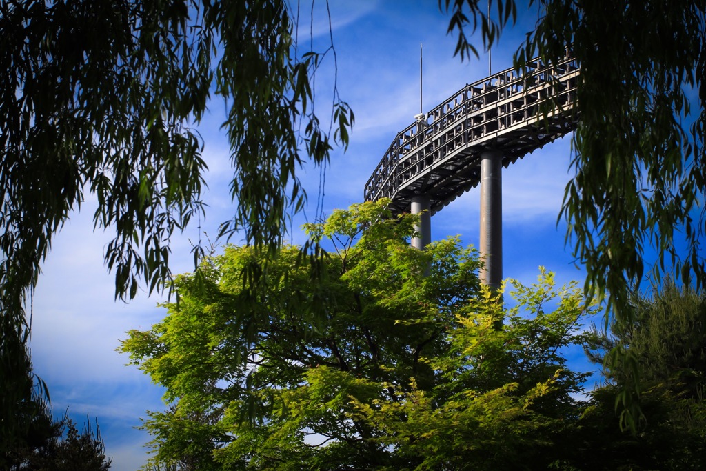 木陰から望む空