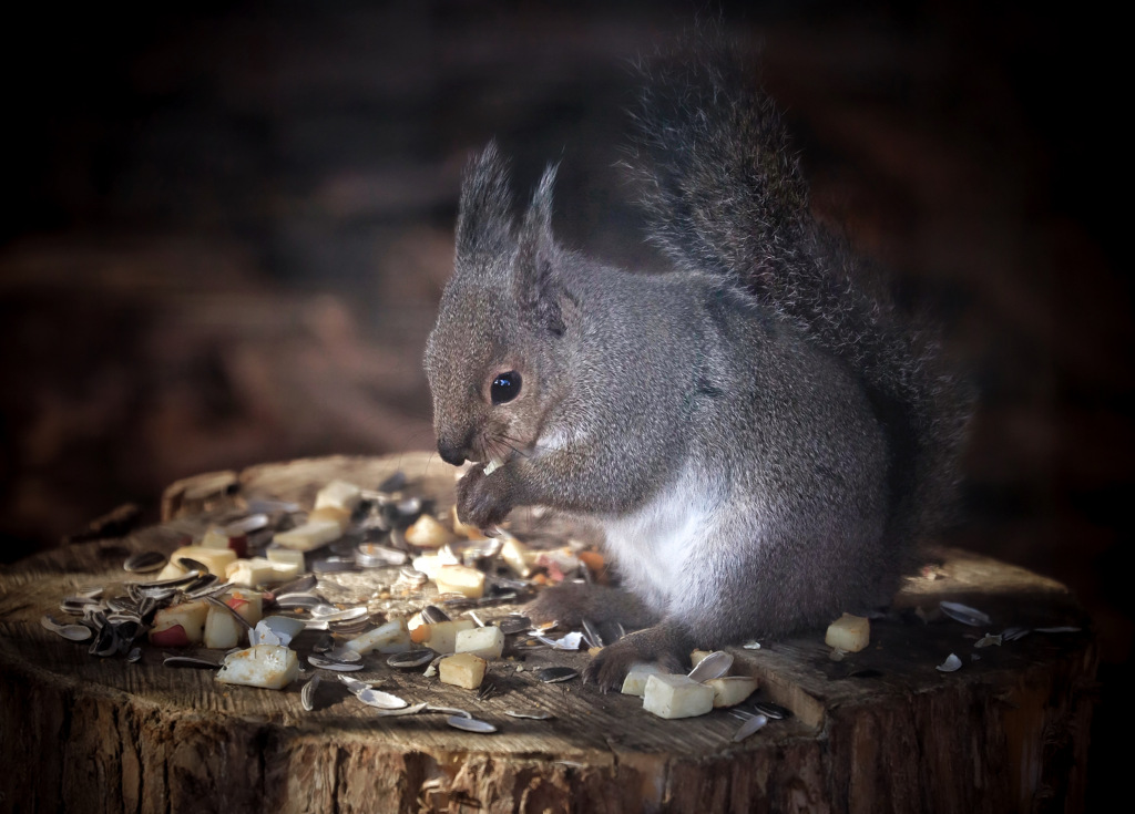 食事中のリス