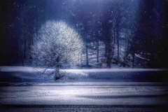凍りつく冬樹