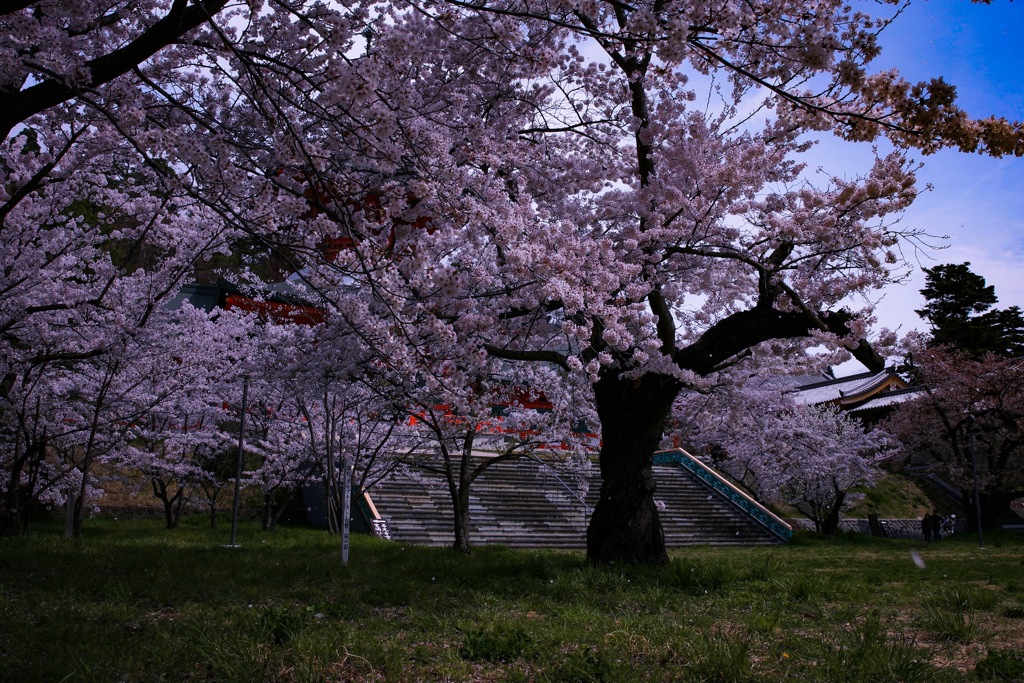 君と見た桜吹雪･･･