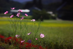 田舎の景色