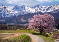 野平の桜