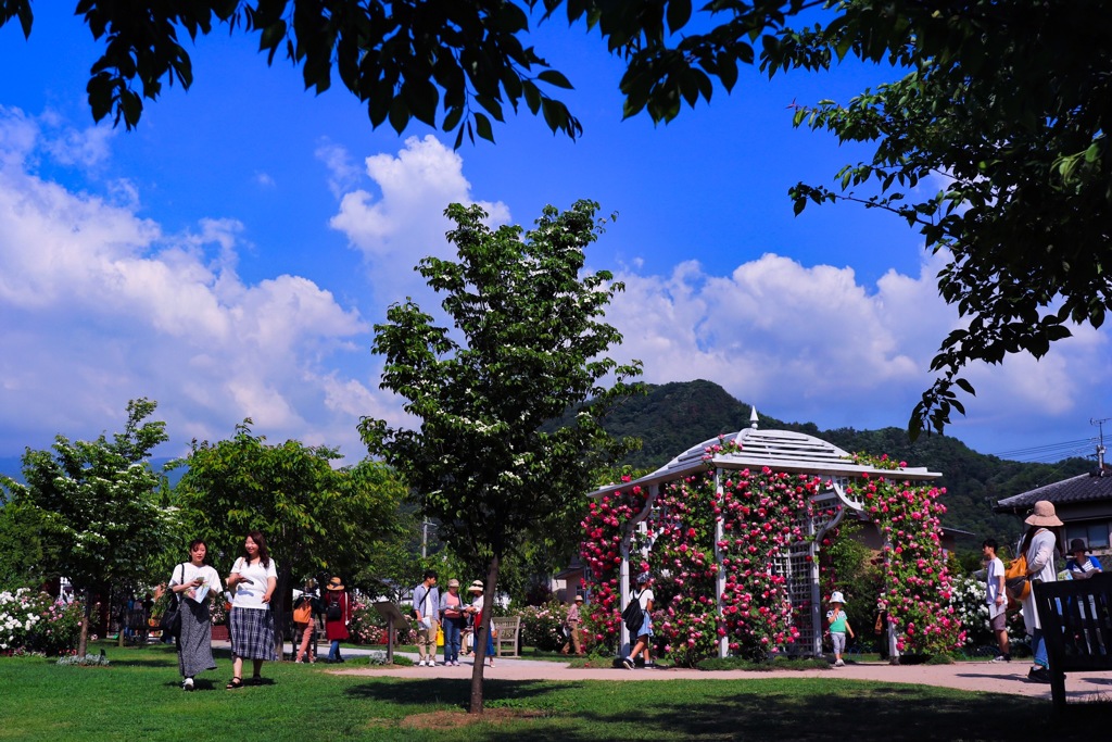 夏の空と薔薇を楽しむ人々