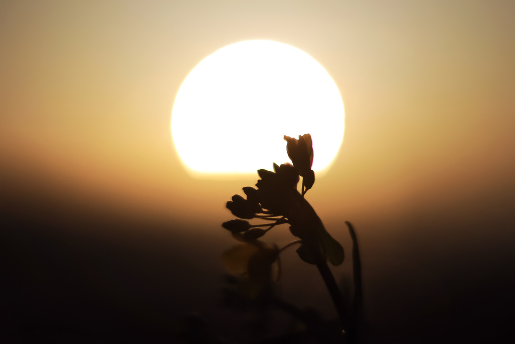 菜の花
