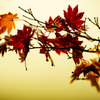 冬の楓  ～枯れ落ちる美～