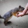 城山のリスさん