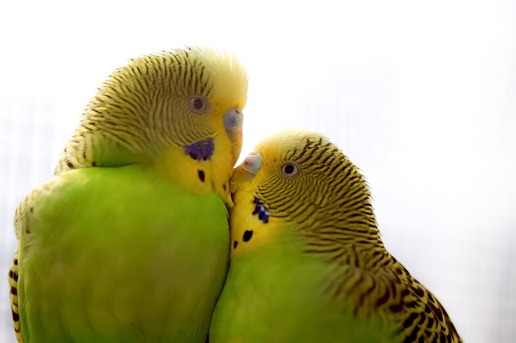 カップルインコ♪