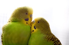 カップルインコ♪
