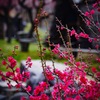 五分咲きの紅梅と･･･