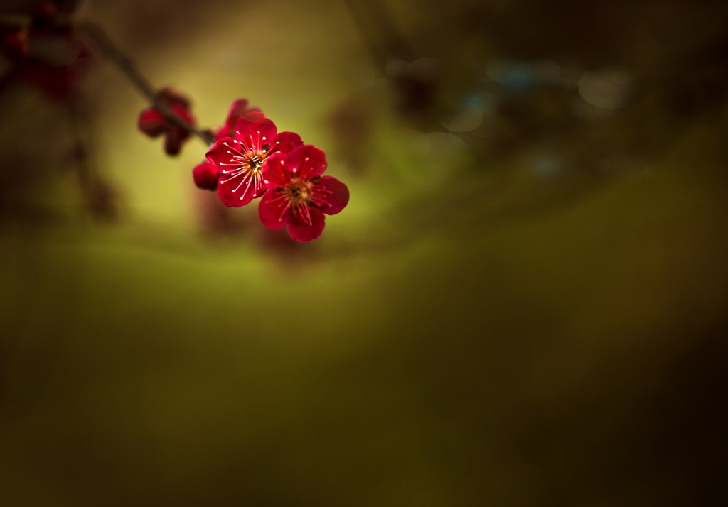 梅の花