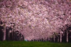 溢れる桜並木