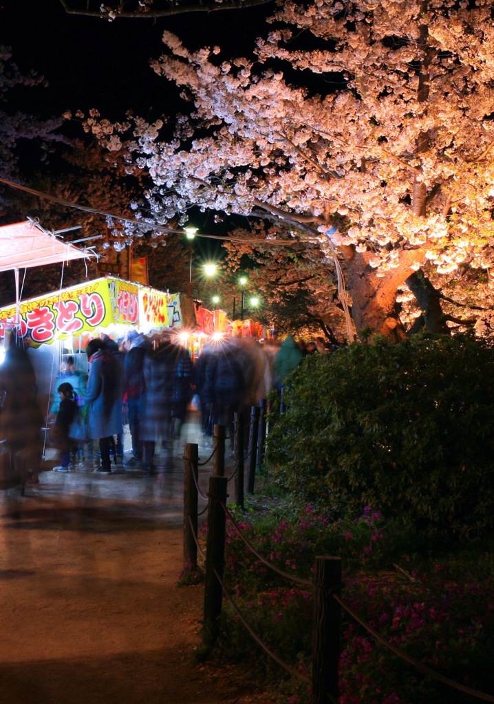 夜桜もいいけど･･･