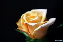 薔薇