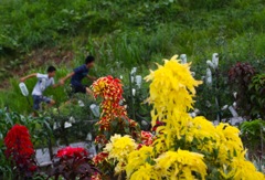 河川敷の花  ～少年～