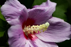 私はちょっと、夏バテ気味よ･･･