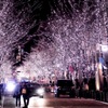 冬の夜桜